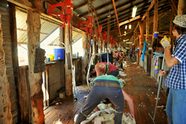 Steam Plains Shearing 022167  © Claire Parks Photography 